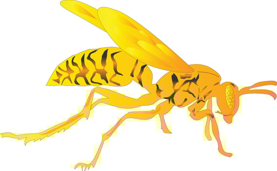 butterfly art in illustrator . vector
