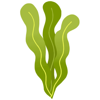 cute sea grass png
