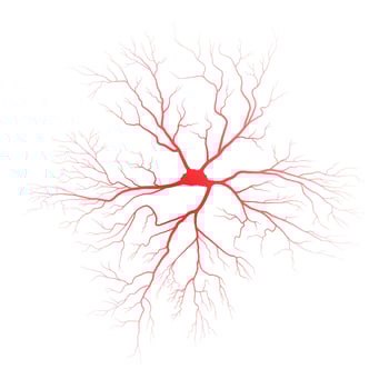 Human eye blood veins vessels silhouettes vector illustration isolated on white background.
