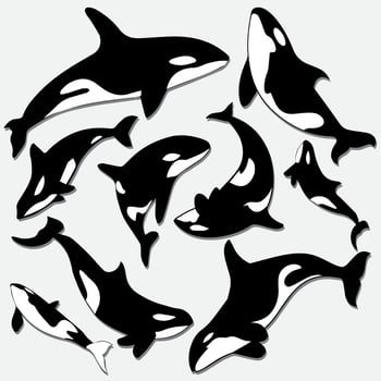 Whale silhouette design vector. Orca whale silhouette cartoon vector