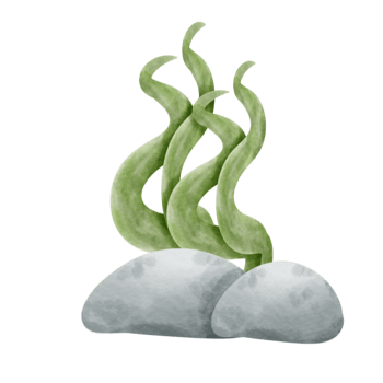 Seaweed cute cartoon. png