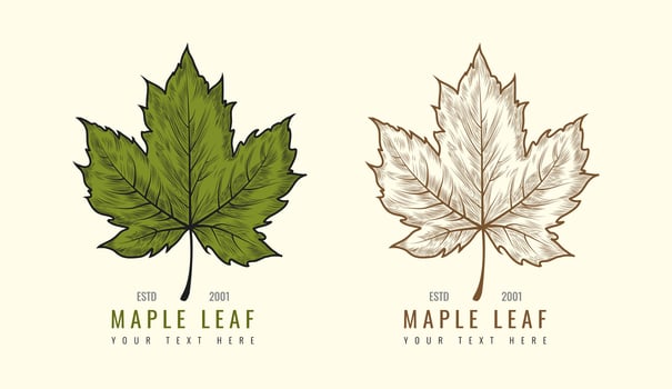 Hand Drawn Vector Vintage Leaf Logo. Maple Leaf Sketch Logo Concept.