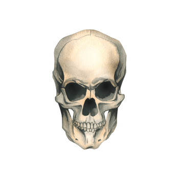 Human skull full face realistic evil, terrible, spooky. Hand drawn watercolor illustration for day of the dead, halloween, Dia de los muertos. Isolated object png