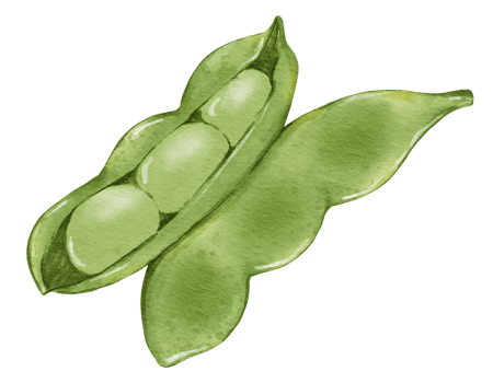 edamame watercolor illustration isolated element png