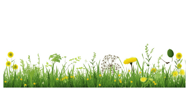 Dandelion, green grass and clover . AI Generated png