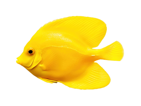 Yellow tang fish isolated on transparent background. PNG file, cut out. AI Generated