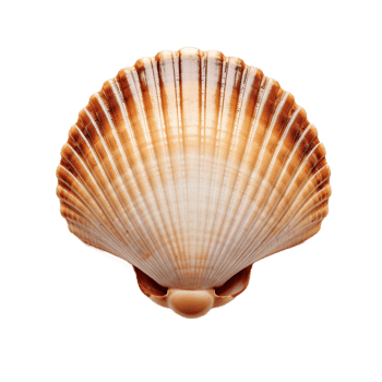 Scallop shell isolated on transparent background. PNG file, cut out. AI Generated