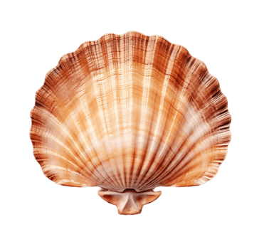 Scallop shell isolated on transparent background. PNG file, cut out. AI Generated