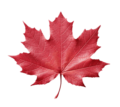 Red sugar maple leaf isolated on transparent background. PNG file, cut out. AI Generated