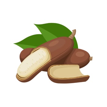 Vector illustration, Hymenaea courbaril, known as jatoba, isolated on white background.