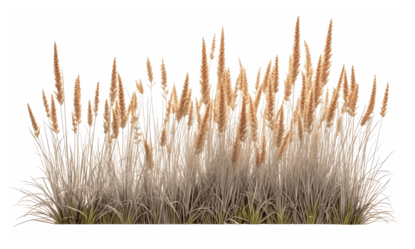 Orange red grass, native to Australia . AI Generated png