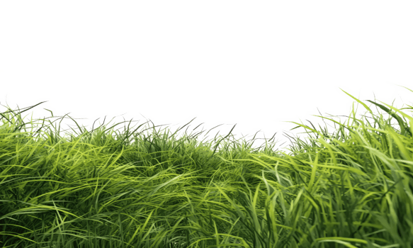 fresh spring green grass . AI Generated png