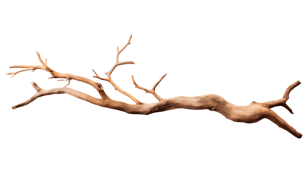 Dry wood branch isolated on transparent background aI generated png