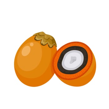 Vector illustration, Tucuma or Astrocaryum aculeatum, isolated on white background.