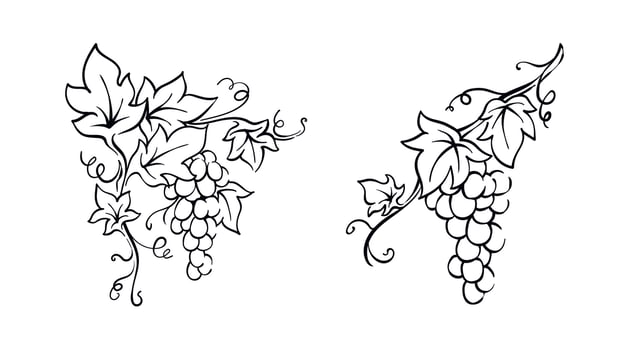 Grapevine with leaves illustration vector berries hand drawn vintage drawing