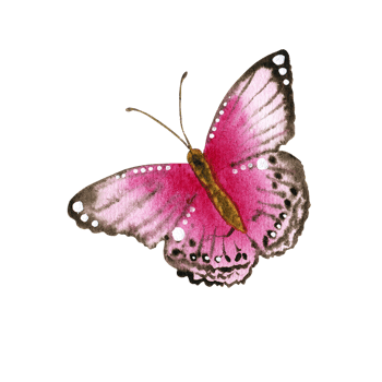 watercolor pink butterfly png