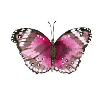 watercolor pink butterfly png