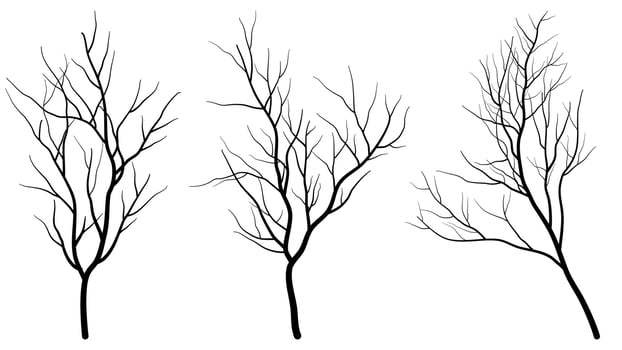 Set of Deciduous Bare Tree Silhouette vector