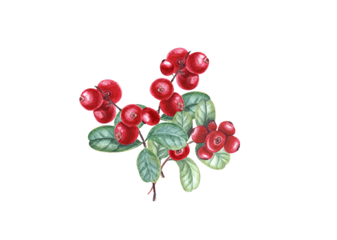 Ripe juicy red cranberries on branches with leaves. Watercolor illustration for the design of invitation, patterns, cards, package design, advertising posters, labels png
