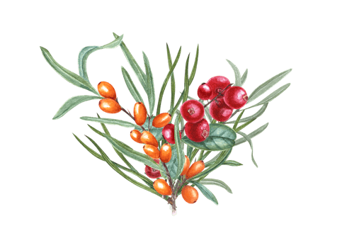 Watercolor bouquet with branches of sea buckthorn and cowberries decorated with pine needles. Hand drawn illustration. For birthday cards, poster, prints, pattern png