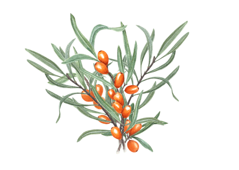 Watercolor bouquet of sea buckthorn. Hand drawn illustration. Juicy orange berries on branch with leaves. For birthday cards, poster, textile design, prints, pattern png