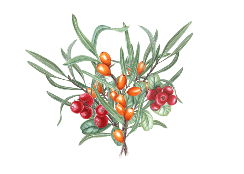 Watercolor bouquet of sea buckthorn. Hand drawn. Ripe red and orange berries on branch with leaves. For birthday cards, poster, textile design, prints, pattern png