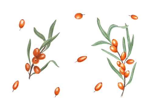 Watercolor botanical illustration of sea buckthorn. Set for the design of invitation, patterns, cards, greetings, package design, advertising posters, labels png