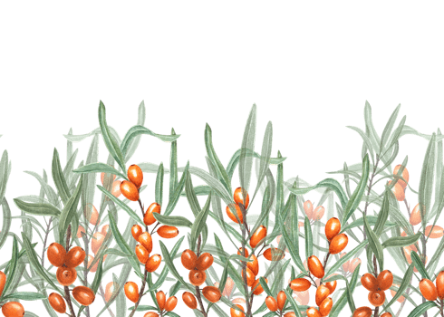 Seamless border of Sea Buckthorn. Illustration with bright Orange Berries and Green Leaves suitable for card design, textile, wrapping, scrapbooking png