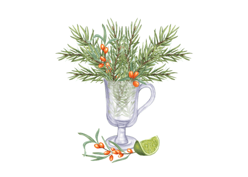 Set of Lime slice, bouquet of Spruce twigs, Sea Buckthorn in transparent glass. Christmas and New year theme. Watercolor composition for Christmas, New Year cards, greetings png