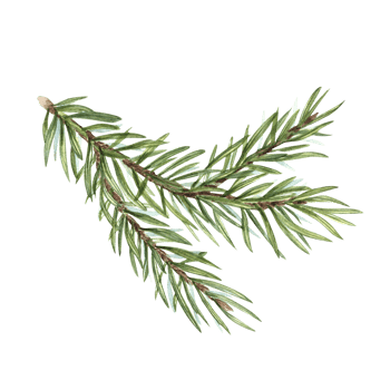 Watercolor Christmas Spruce branch. Botanical illustration of green lush sprig for winter postcard design, Xmas and New Year cards, greetings, patterns png