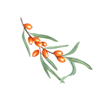 Watercolor botanical illustration of sea buckthorn branch with green leaves. Set for the design of patterns, greetings, package, advertising posters, labels png