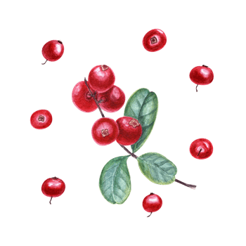 Watercolor botanical illustration of cowberries. Set of sprigs with red berries and green leaves for the design of invitation, patterns, cards, greetings png