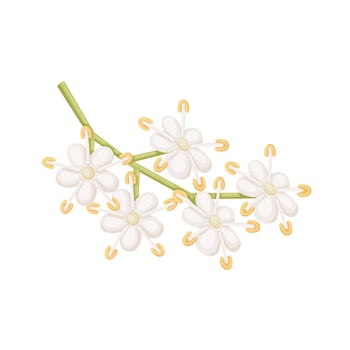Vector illustration, elderflower, isolated on white background.