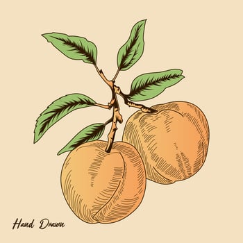 Peach Fruit Vintage Handrawing Vector Stock Illustration