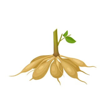 vector illustration, dahlia tubers, isolated white background.