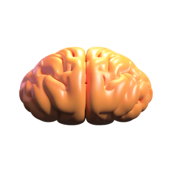 brain 3d icon illustration png