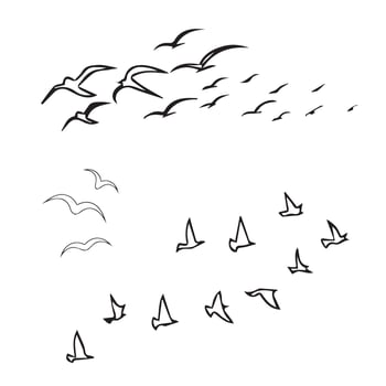 Birds flying in flocks to the vector. vector