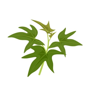 Vector illustration, fresh sweet potato leaves, as a healthy vegetable, isolated on white background.