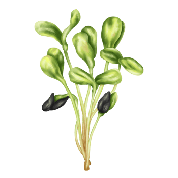 Young green germinating sunflower sprouts from sunflower seeds. A bundle, a bunch of edible plants. Organic micro-greens for healthy food, natural dishes, diets. Isolated illustration. png