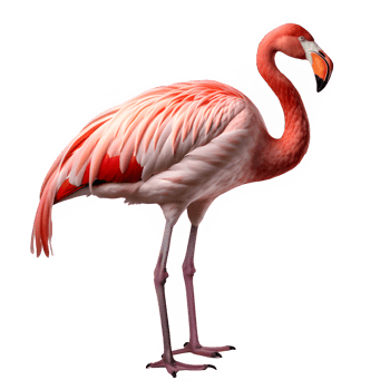pink flamingo bird isolated on transparent background ,exotic flamingo cut out png ,generative ai