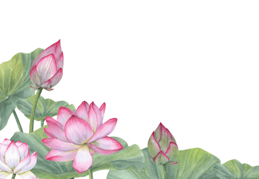 Watercolor Indian sacred lotus flowers with leaves. Water lily, Indian lotus, green leaf, bud. Space for text. Watercolor illustration. For greetings, package, label. png