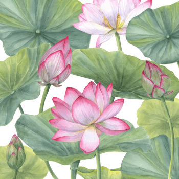 Floral composition with pink Lotus Flowers, Buds and Leaves. Water lily, Indian lotus, sacred lotus, green stems, leaf, bud. Watercolor illustration. png