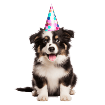 Fluffy dog with birthday cap isolated png