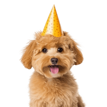 Fluffy dog with birthday cap isolated png
