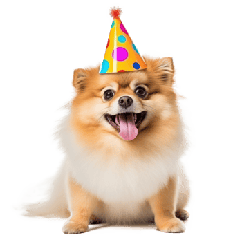 Fluffy dog with birthday cap isolated png