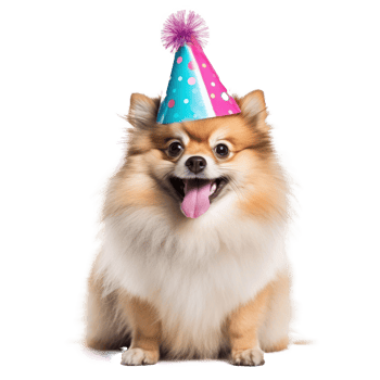 Fluffy dog with birthday cap isolated png
