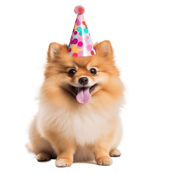 Fluffy dog with birthday cap isolated png