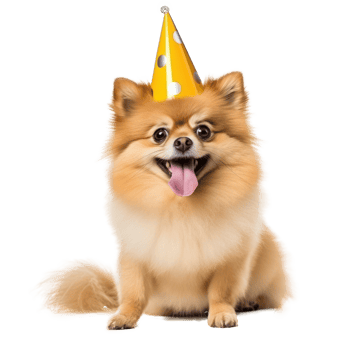 Fluffy dog with birthday cap isolated png