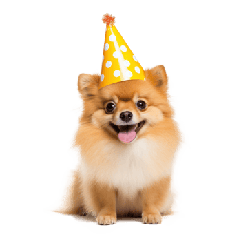 Fluffy dog with birthday cap isolated png