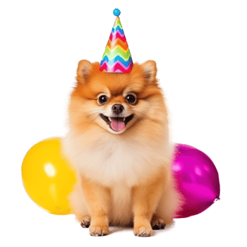 Fluffy dog with birthday cap isolated png